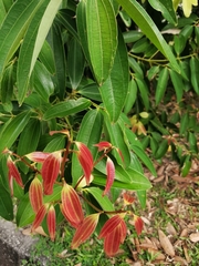 Cinnamomum aromaticum