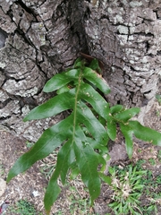 Microsorum scolopendria