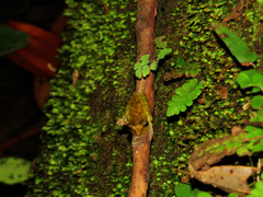 Scinax trapicheiroi
