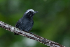 Myrmoborus leucophrys