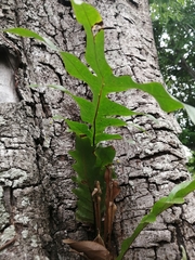 Microsorum scolopendria