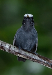 Myrmoborus leucophrys