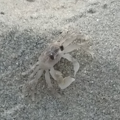 Decapoda