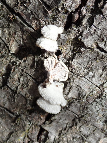 Paprastoji alksniabudė