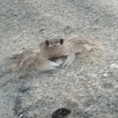 Decapoda