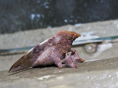 Odonestis erectilinea