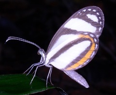 Moschoneura pinthous