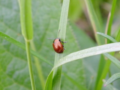 Chrysolina polita