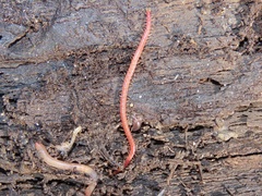 Strigamia bothriopus