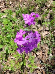 Phlox pilosa pilosa