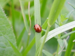 Chrysolina polita
