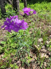 Phlox pilosa pilosa