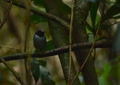 Myrmoborus lugubris