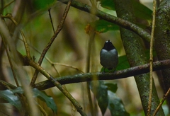 Myrmoborus lugubris