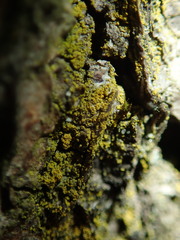 Candelariella xanthostigma