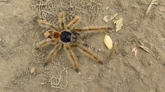 Phrixotrichus vulpinus