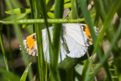 Anthocharis sara sara