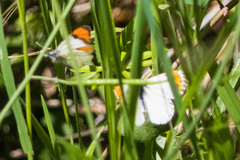 Anthocharis sara sara