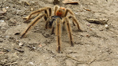 Phrixotrichus vulpinus