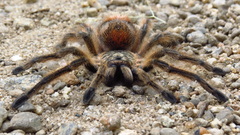 Phrixotrichus vulpinus