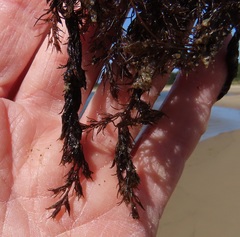 Odonthalia floccosa