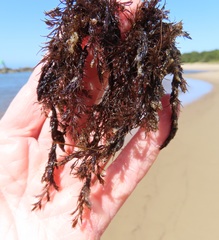 Odonthalia floccosa