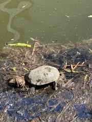 Trachemys scripta elegans