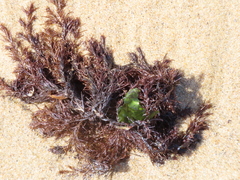 Odonthalia floccosa