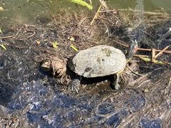 Trachemys scripta elegans