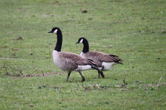 Branta canadensis