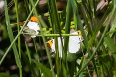 Anthocharis sara sara