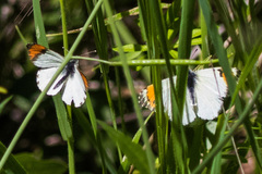 Anthocharis sara sara