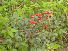 Nandina domestica