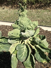 Brassica oleracea gemmifera