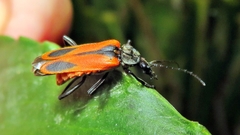 Psilorrhynchus abdominalis