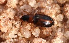 Acupalpus flavicollis