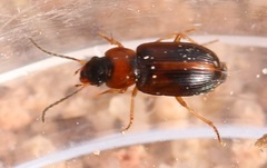 Acupalpus flavicollis