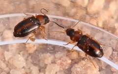 Acupalpus flavicollis
