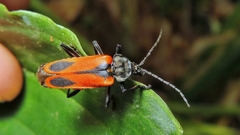 Psilorrhynchus abdominalis