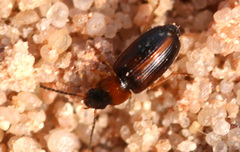 Acupalpus flavicollis