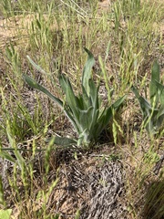 Plantago helleri