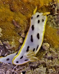 Chromodoris orientalis