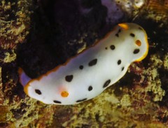 Chromodoris orientalis