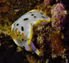 Chromodoris orientalis
