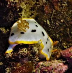 Chromodoris orientalis