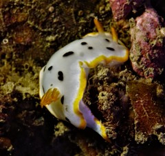 Chromodoris orientalis