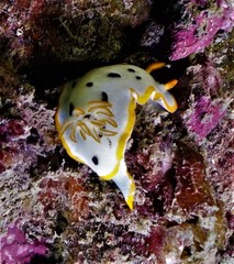 Chromodoris orientalis