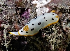 Chromodoris orientalis
