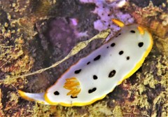 Chromodoris orientalis