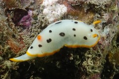 Chromodoris orientalis